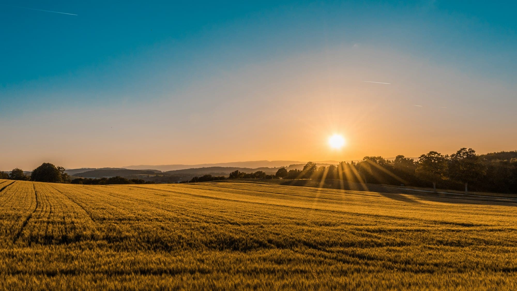 A golden field under a low sun