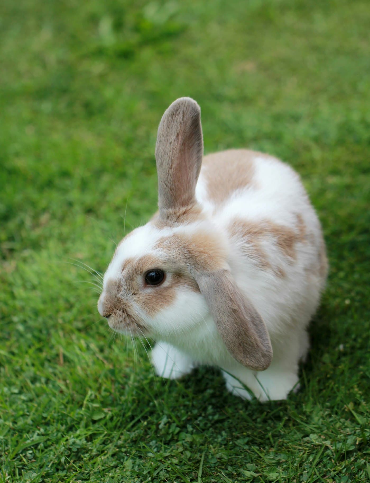 A brown and white rabbit standing on grass