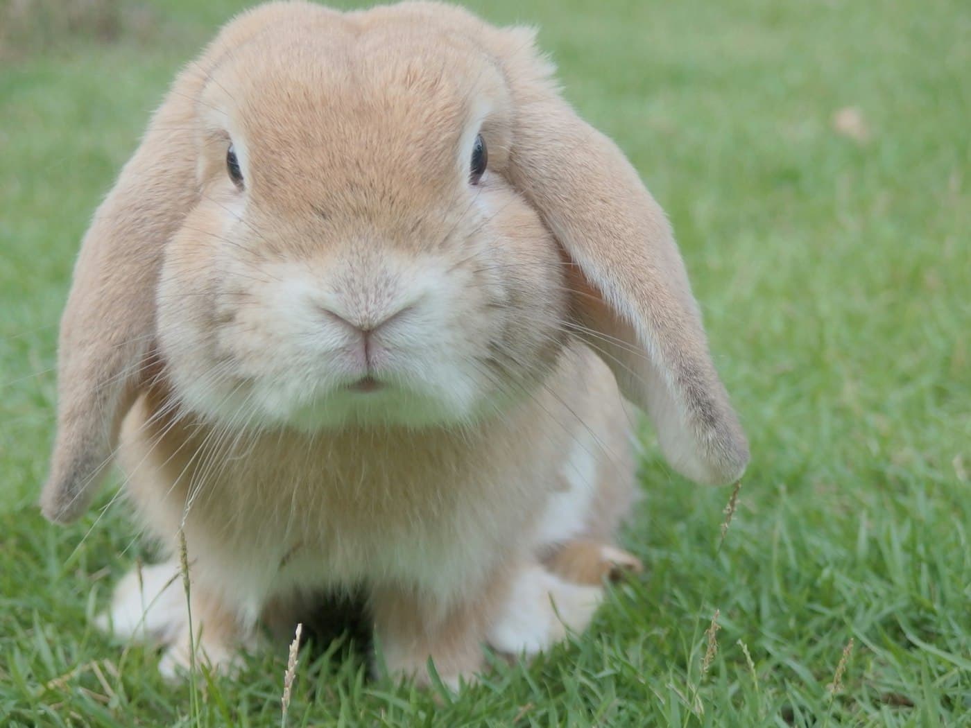 A lop rabbit sitting in green grass