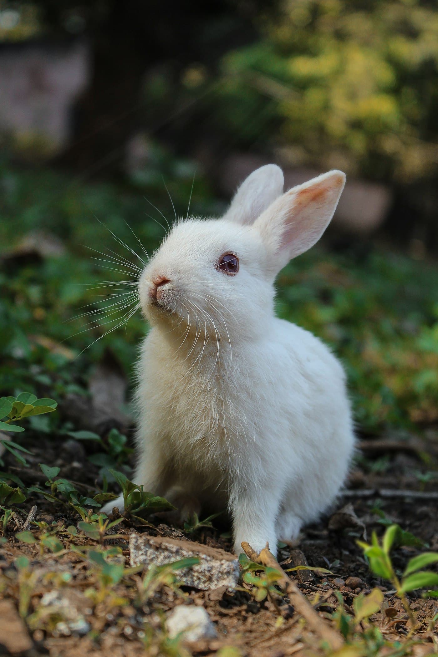 A young white rabbit outdoors